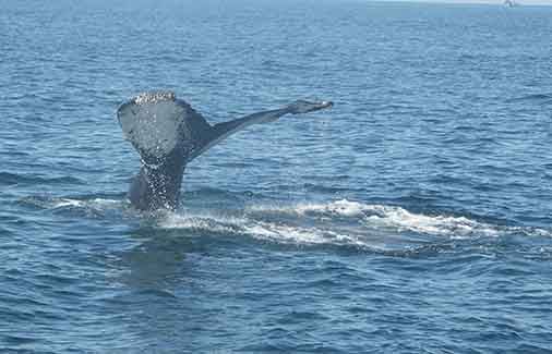 Whale Fluke